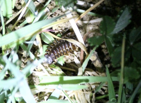 A small (maybe 1-inch) brown, many-legged criter rests in blades of grass.
