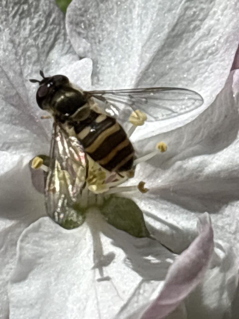 A yello and black striped fly rests in the center of a white flower.