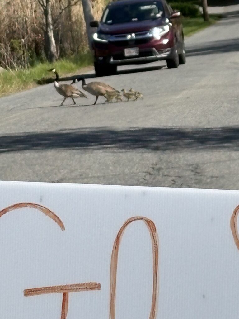 Top half of photo: Two geese and a handfull of goslings cross the road while a maroon car waits. At the bottom, part of a white sign with hand writing -- you can see the word Go. The rest may be Slow.