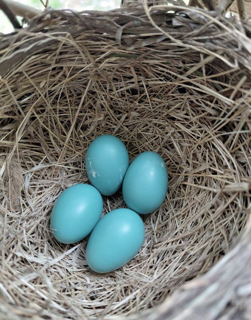 Four bright blue eggs in a nest.