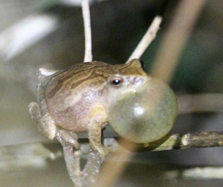 A little frog with its vocal sac ppuffed up into a large, semi-transparent bubble. The bubble is larger than the frog's head.