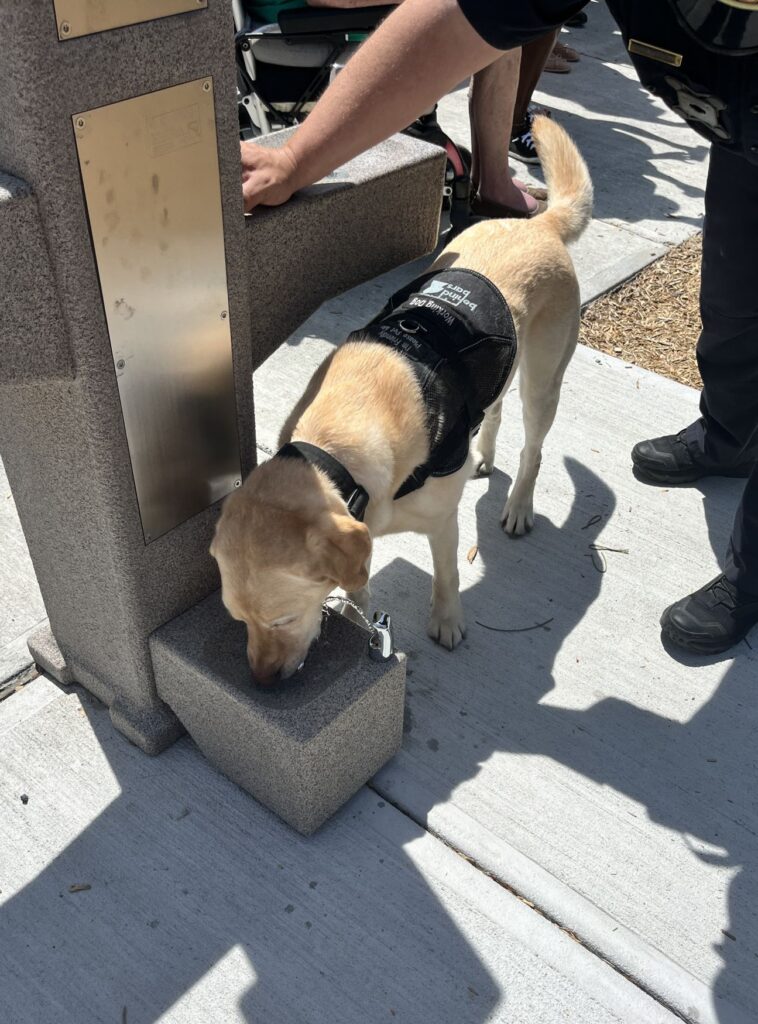 A dog drinks from a stone bowl that is just a few inches off the ground. Perfect for a furry friend.