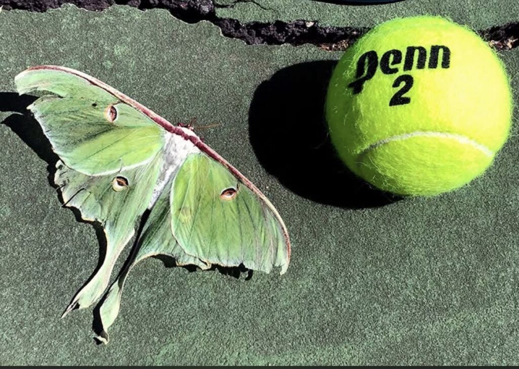 A large green moth rests next to a tennis ball that is almost the same size and color.