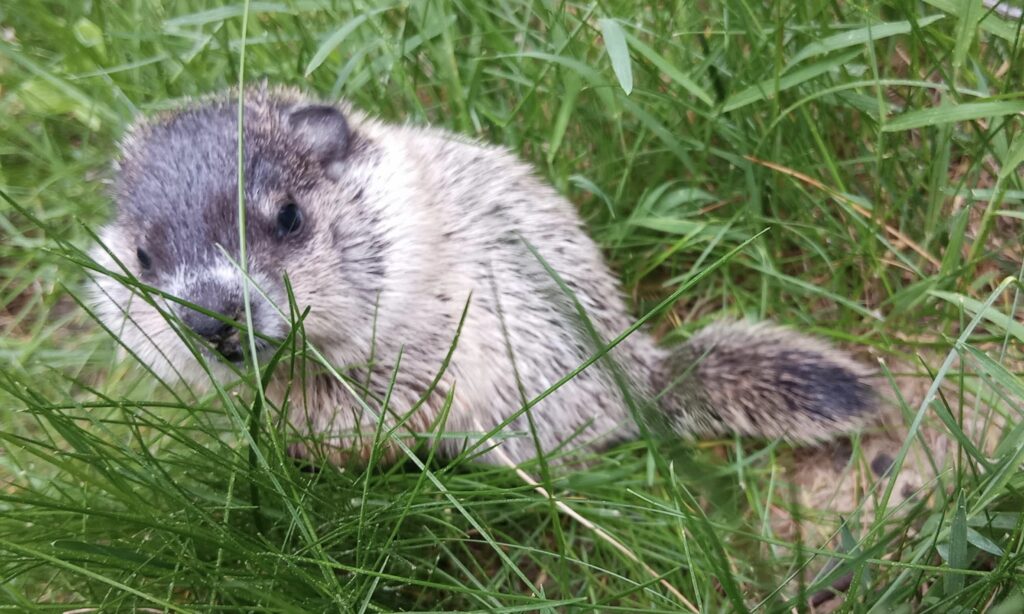 A small woodchuck comes in for a close up to the camera.