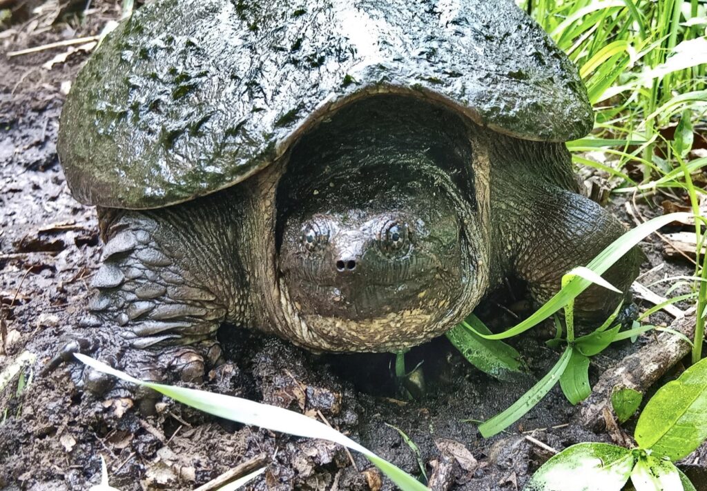 A close-up of a snapping turtle's face and front paws.