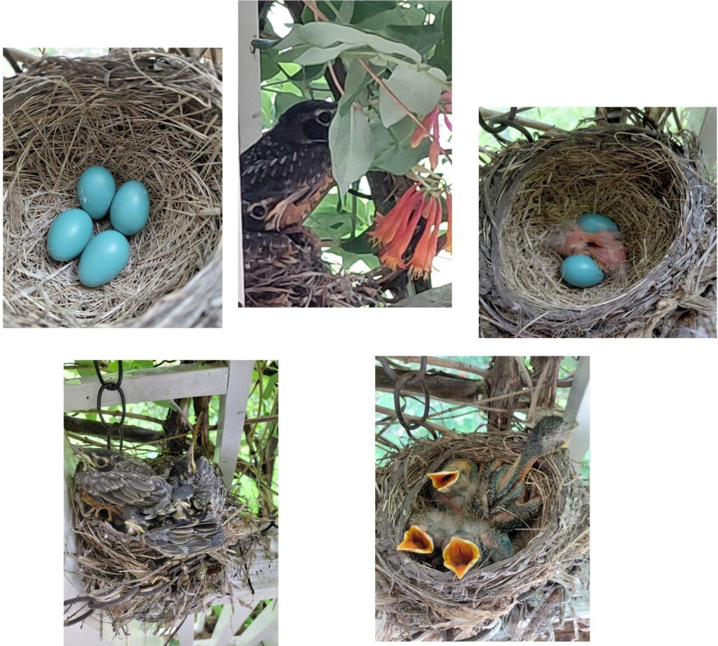 A series of 5 photos showing te lifecycle of some robins.