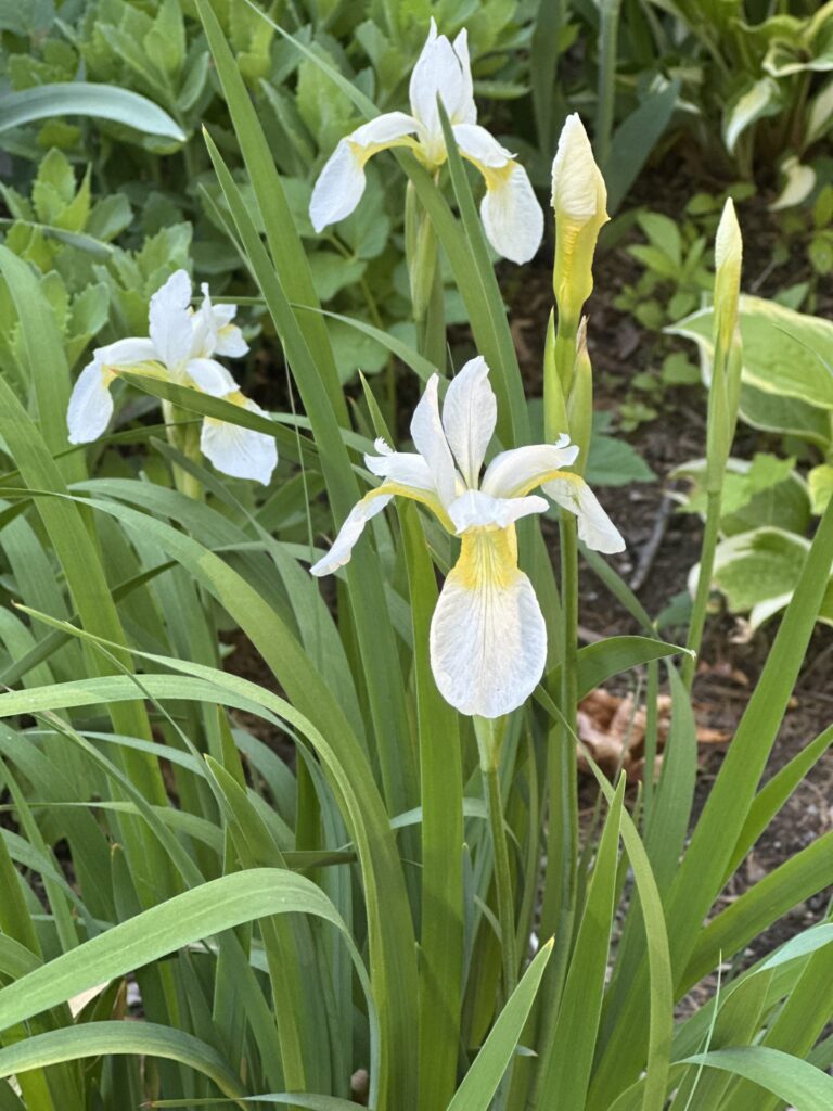 White flowers with pale yellow centers stand out in a bed of green.