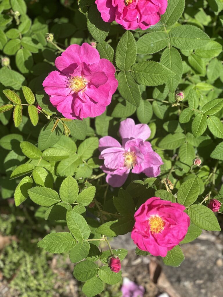 Bright pink flowers with yellow centers. There are multiple small buds coming up.