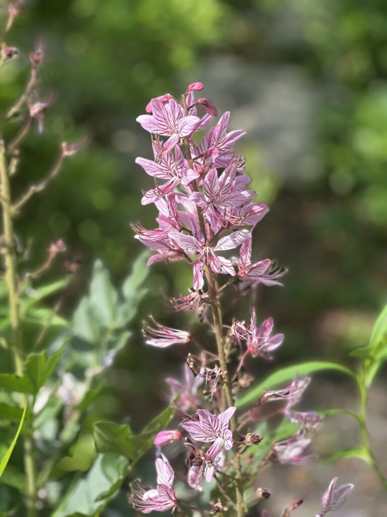 A tall stalk with pink and purple flowers.